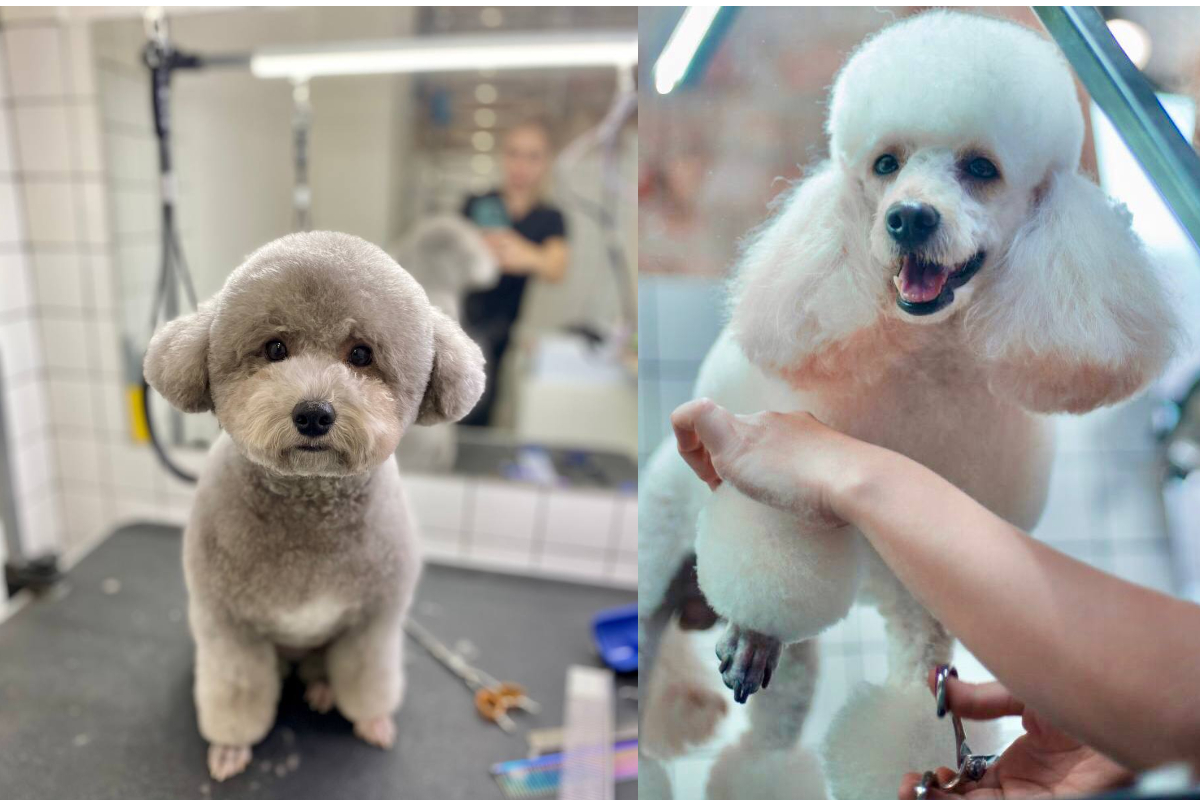 Стрижки пуделів Barber Pet