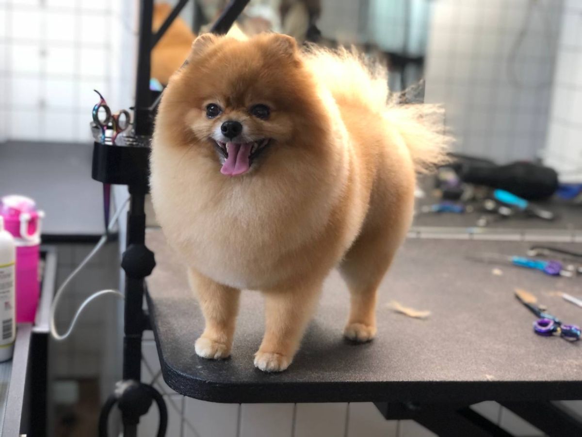 Стрижки шпиців Barber Pet