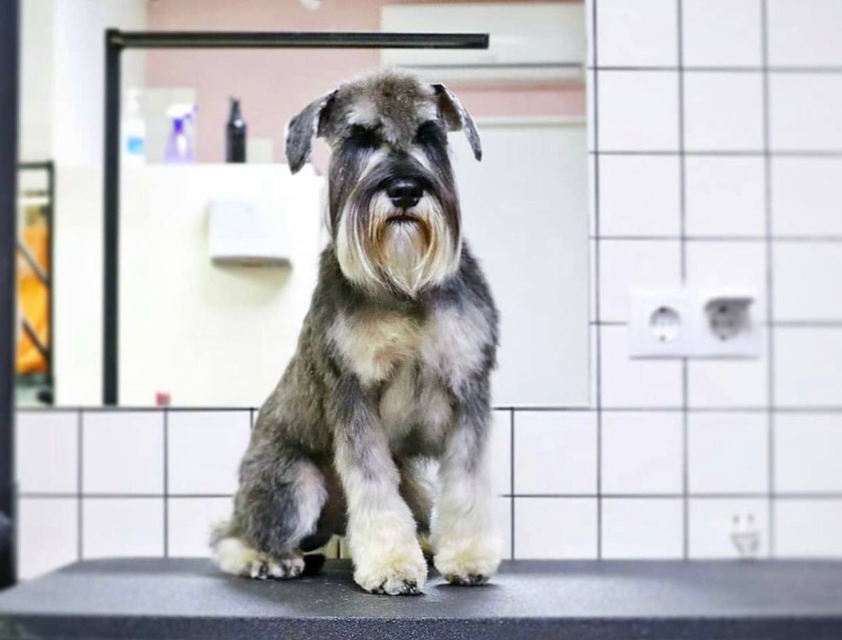 Стрижки цвергшнауцерів Barber Pet