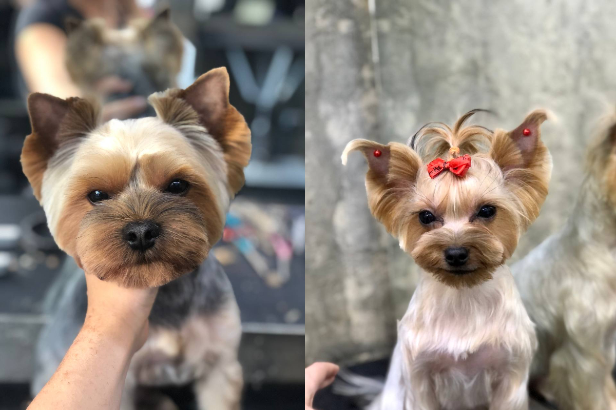 Стрижки йорків  Barber Pet