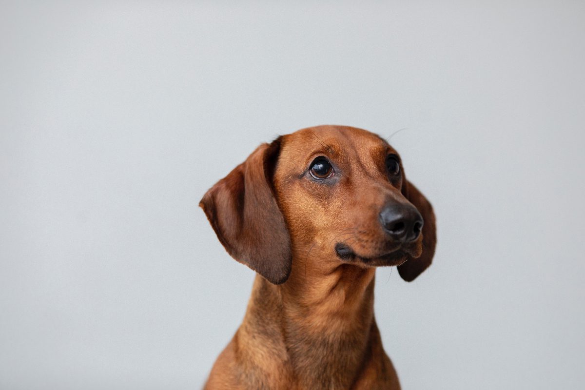 dachshund dog