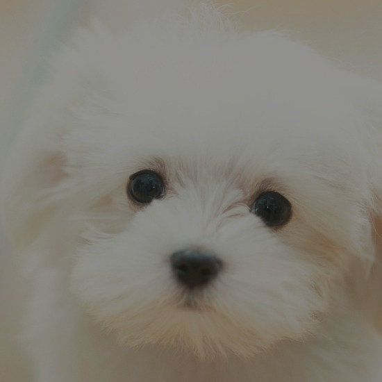 груминг мальтийской болонки