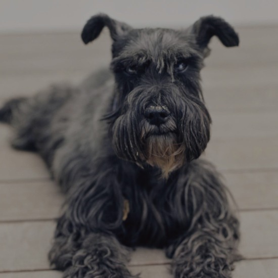 груминг цвергшнауцера