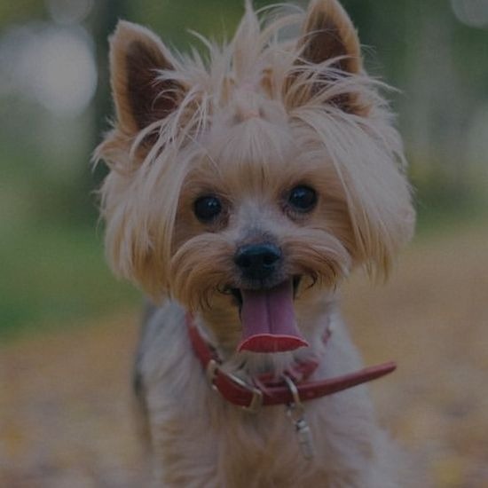 груминг йорка