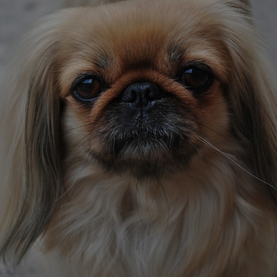 груминг пекинеса