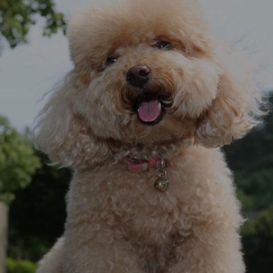 груминг пуделя