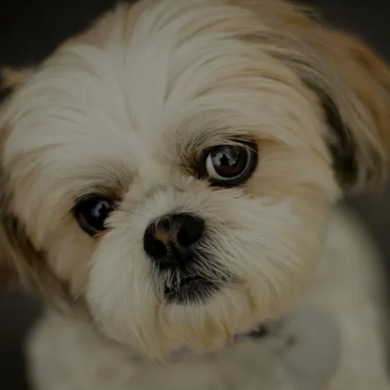 shi tzu main