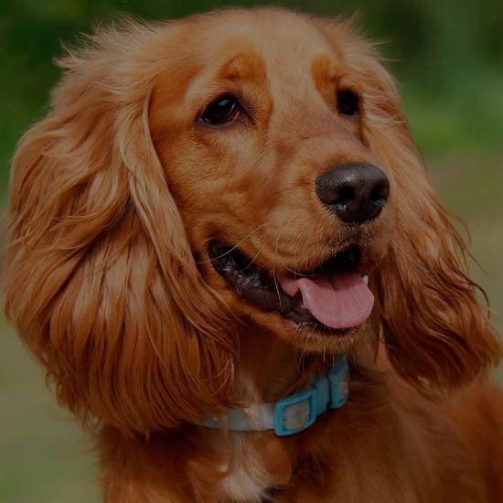 груминг спаниеля