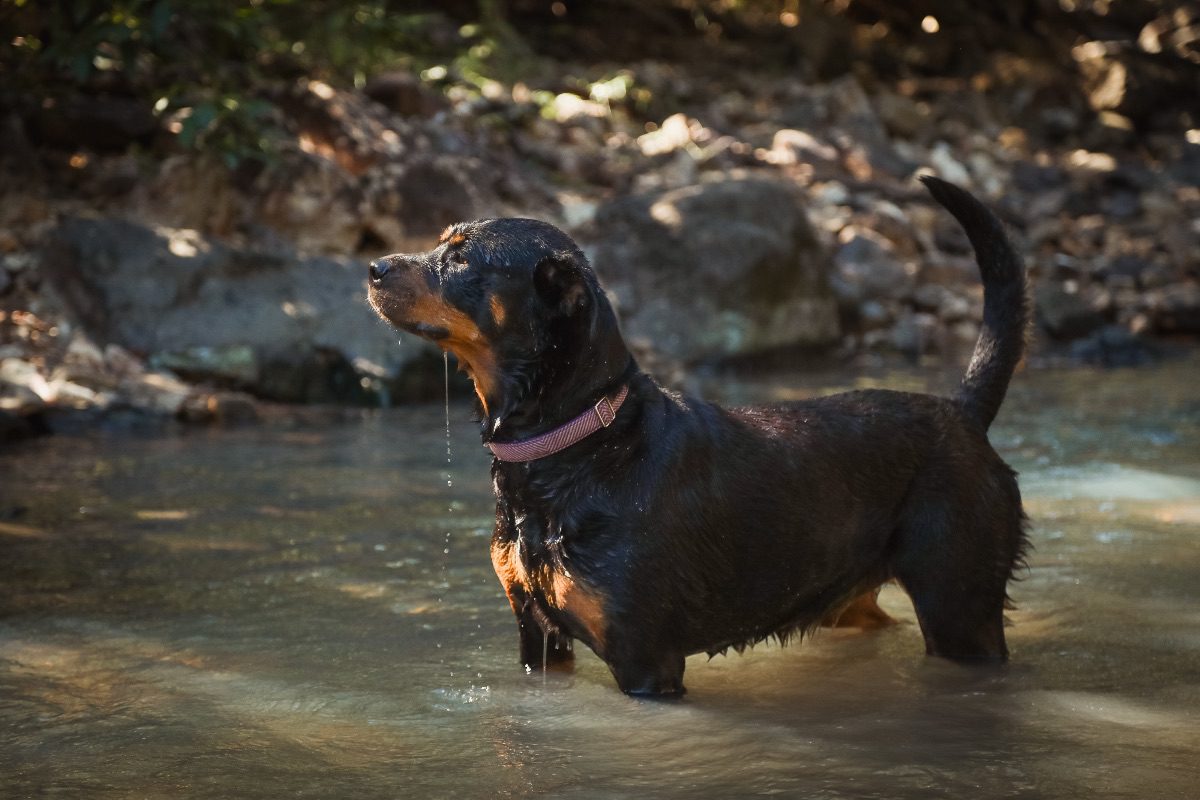 black rottweiler lake fotor