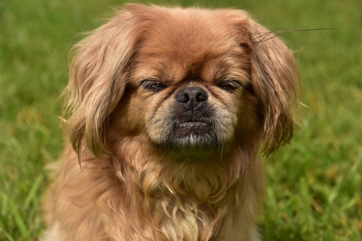 pekingese puppy dog